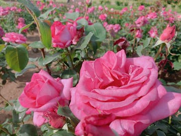 いばらきフラワーパークに投稿された画像（2024/5/18）