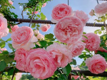 いばらきフラワーパークに投稿された画像（2024/5/18）