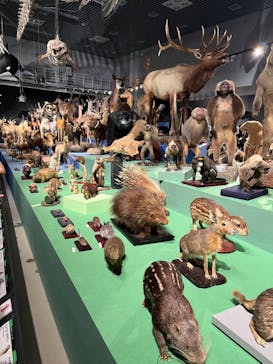 特別展「大哺乳類展３－わけてつなげて大行進」に投稿された画像（2024/5/19）
