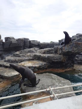 鴨川シーワールドに投稿された画像（2024/5/19）