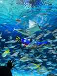 サンシャイン水族館に投稿された画像（2024/5/19）