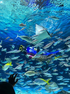 サンシャイン水族館に投稿された画像（2024/5/19）