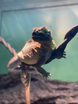 サンシャイン水族館に投稿された画像（2024/5/19）