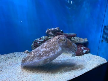 サンシャイン水族館に投稿された画像（2024/5/19）