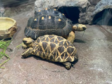 サンシャイン水族館に投稿された画像（2024/5/19）