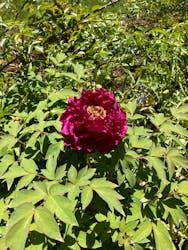 蓼科高原 バラクラ イングリッシュ ガーデンに投稿された画像（2024/5/19）