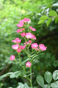 横浜イングリッシュガーデンに投稿された画像（2024/5/19）