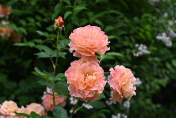 横浜イングリッシュガーデンに投稿された画像（2024/5/19）