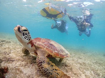 初心者専門宮古島シュノーケリングツアーに投稿された画像（2024/5/19）