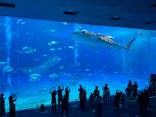 沖縄美ら海水族館に投稿された画像（2024/5/19）