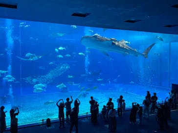 沖縄美ら海水族館に投稿された画像（2024/5/19）