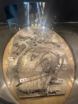 福井県立恐竜博物館に投稿された画像（2024/5/19）