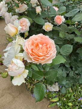 横浜イングリッシュガーデンに投稿された画像（2024/5/19）