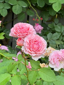 横浜イングリッシュガーデンに投稿された画像（2024/5/19）