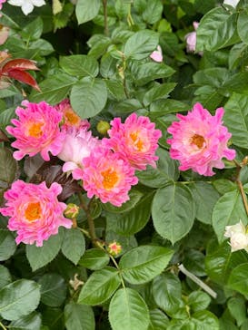 横浜イングリッシュガーデンに投稿された画像（2024/5/19）