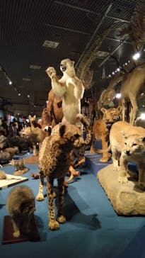 特別展「大哺乳類展３－わけてつなげて大行進」に投稿された画像（2024/5/19）