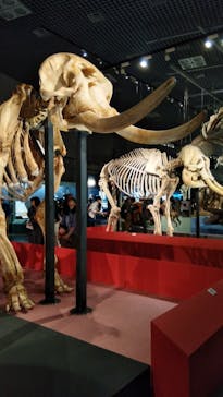 特別展「大哺乳類展３－わけてつなげて大行進」に投稿された画像（2024/5/19）