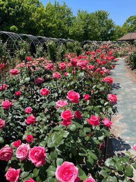 ぎふワールド・ローズガーデンに投稿された画像（2024/5/19）