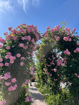 ぎふワールド・ローズガーデンに投稿された画像（2024/5/19）