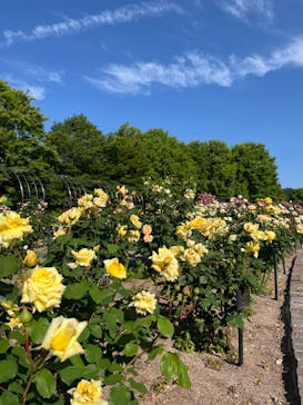 ぎふワールド・ローズガーデンに投稿された画像（2024/5/19）