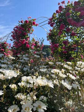 ぎふワールド・ローズガーデンに投稿された画像（2024/5/19）