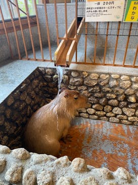 おさるの湯もみ処　おさ湯に投稿された画像（2024/5/19）