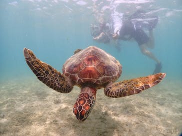 宮古島マリンショップSmileyに投稿された画像（2024/5/19）