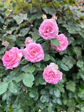 横浜イングリッシュガーデンに投稿された画像（2024/5/19）