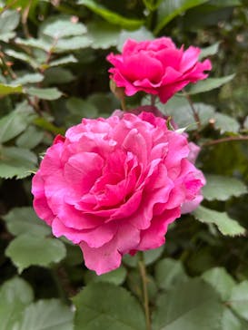 横浜イングリッシュガーデンに投稿された画像（2024/5/19）