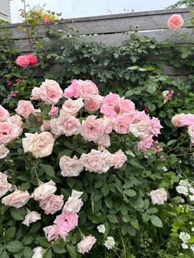 横浜イングリッシュガーデンに投稿された画像（2024/5/19）