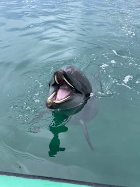 うみたま体験パーク 「つくみイルカ島」に投稿された画像（2024/5/19）