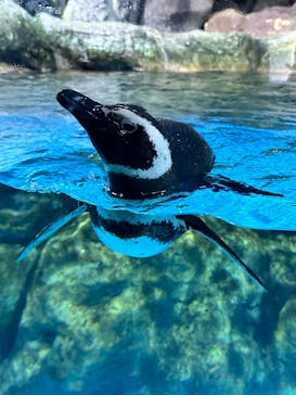 横浜・八景島シーパラダイスに投稿された画像（2024/5/19）