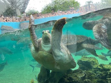 横浜・八景島シーパラダイスに投稿された画像（2024/5/19）