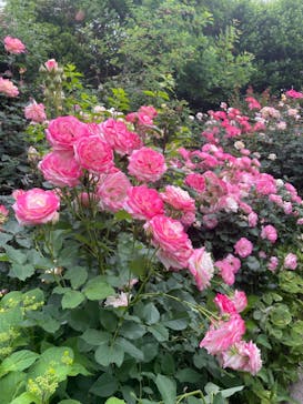 横浜イングリッシュガーデンに投稿された画像（2024/5/19）