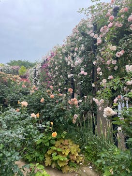 横浜イングリッシュガーデンに投稿された画像（2024/5/19）