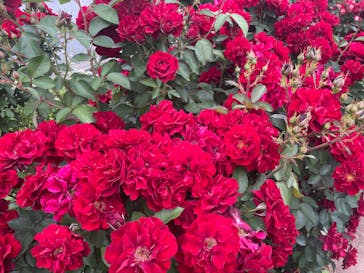 横浜イングリッシュガーデンに投稿された画像（2024/5/19）