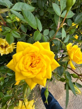 京成バラ園に投稿された画像（2024/5/19）