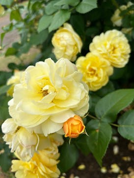 京成バラ園に投稿された画像（2024/5/19）