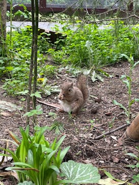 那須どうぶつ王国に投稿された画像（2024/5/19）