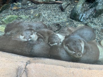 那須どうぶつ王国に投稿された画像（2024/5/19）