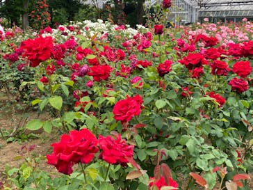 いばらきフラワーパークに投稿された画像（2024/5/19）