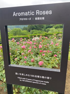 いばらきフラワーパークに投稿された画像（2024/5/19）