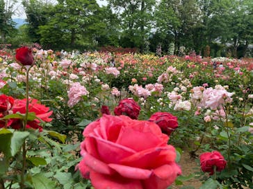 いばらきフラワーパークに投稿された画像（2024/5/19）