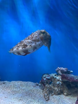 サンシャイン水族館に投稿された画像（2024/5/19）