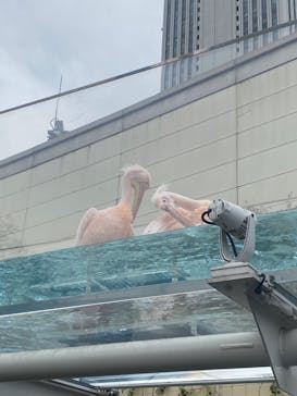 サンシャイン水族館に投稿された画像（2024/5/19）