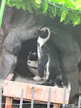 サンシャイン水族館に投稿された画像（2024/5/19）