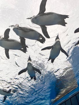 サンシャイン水族館に投稿された画像（2024/5/19）