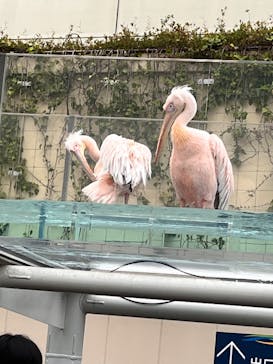 サンシャイン水族館に投稿された画像（2024/5/19）