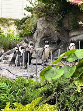 サンシャイン水族館に投稿された画像（2024/5/19）