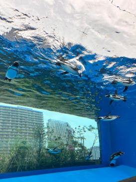 サンシャイン水族館に投稿された画像（2024/5/19）